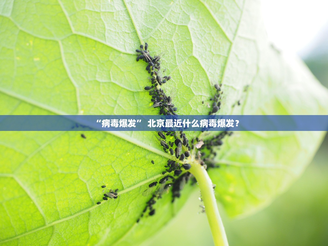 “病毒爆发	” 北京最近什么病毒爆发？