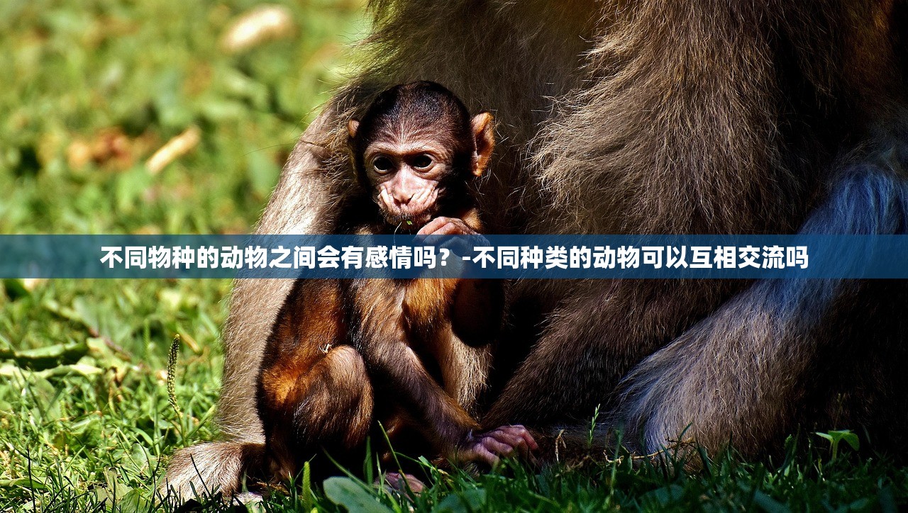 不同物种的动物之间会有感情吗？-不同种类的动物可以互相交流吗
